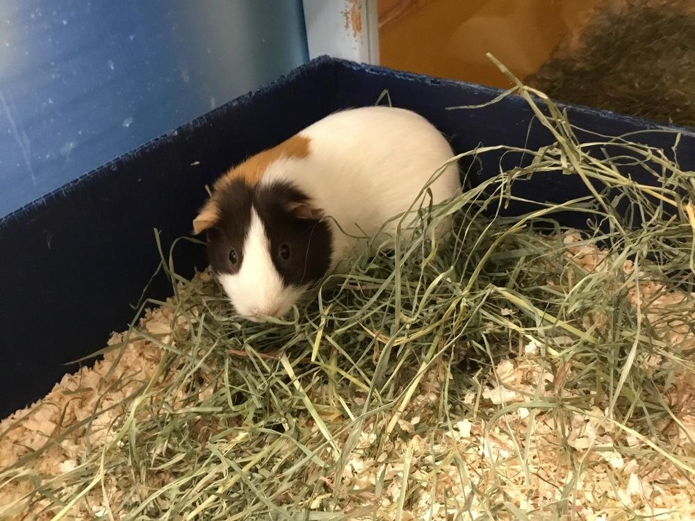 Maicel, a Adoptable Guinea Pig in San Diego, CA image 2/2