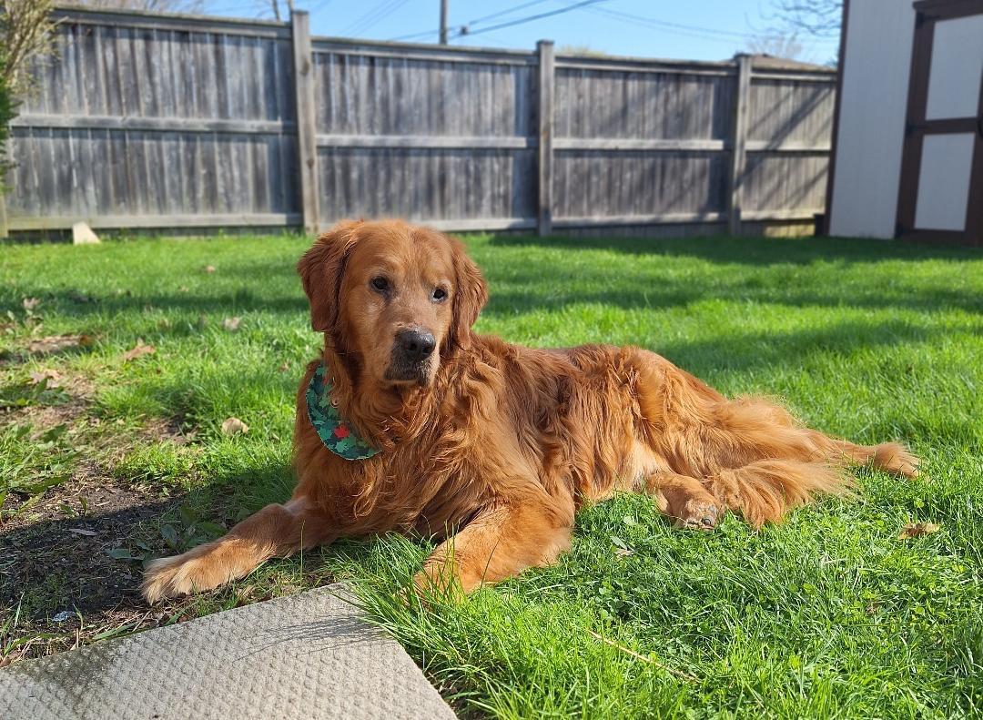 Samson, an adopted Golden Retriever in Oakville, ON image 6/6
