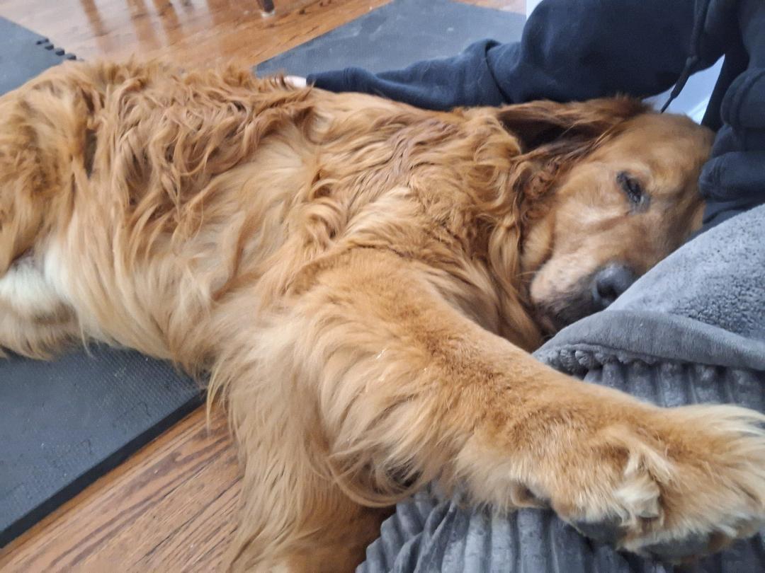 Samson, an adopted Golden Retriever in Oakville, ON image 2/6