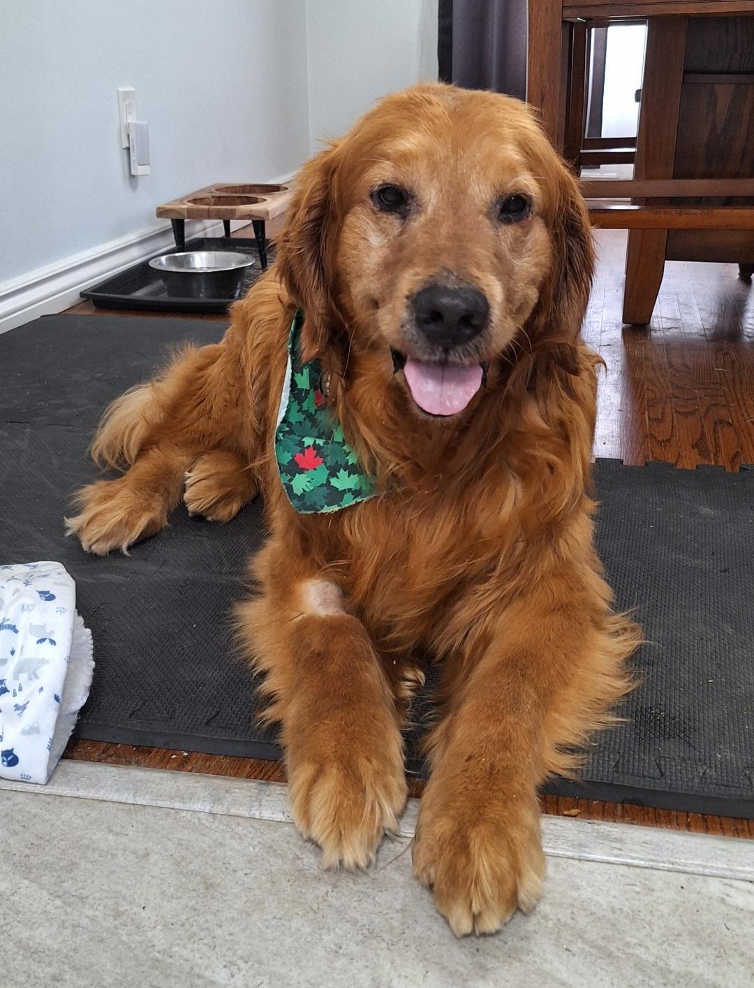 Samson, an adopted Golden Retriever in Oakville, ON image 3/6