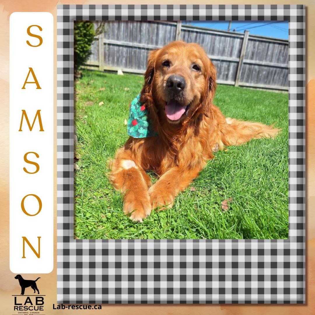 Samson, adopted, Adult Male Golden Retriever.