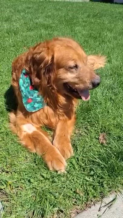 Enlarge Samson, an adopted Golden Retriever in Oakville, ON video 4/6