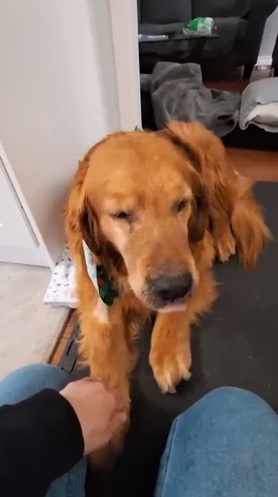Enlarge Samson, an adopted Golden Retriever in Oakville, ON video 5/6