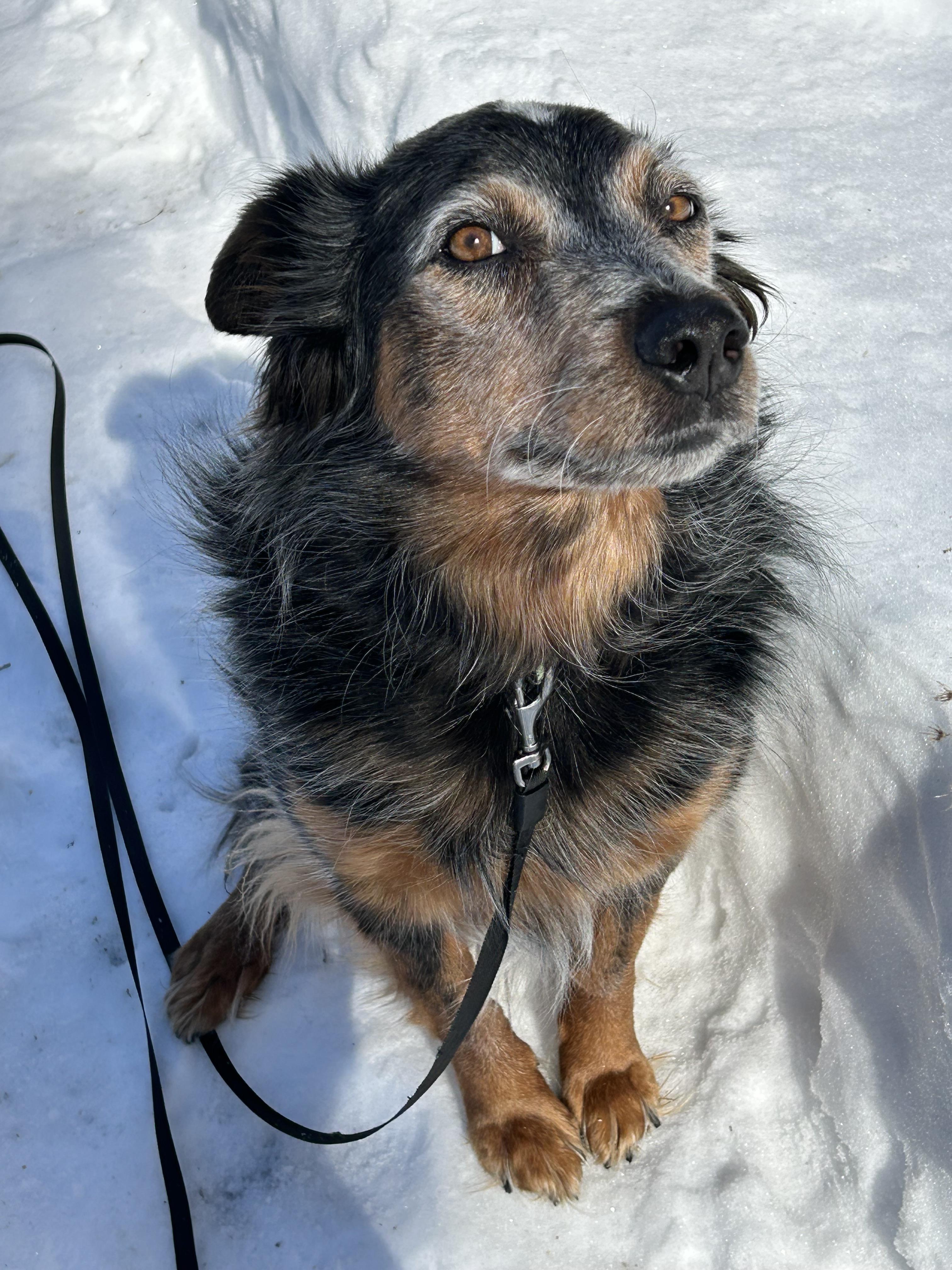Enlarge Lady, a ADOPTABLE mixed breed in Andover, NJ image 3/3
