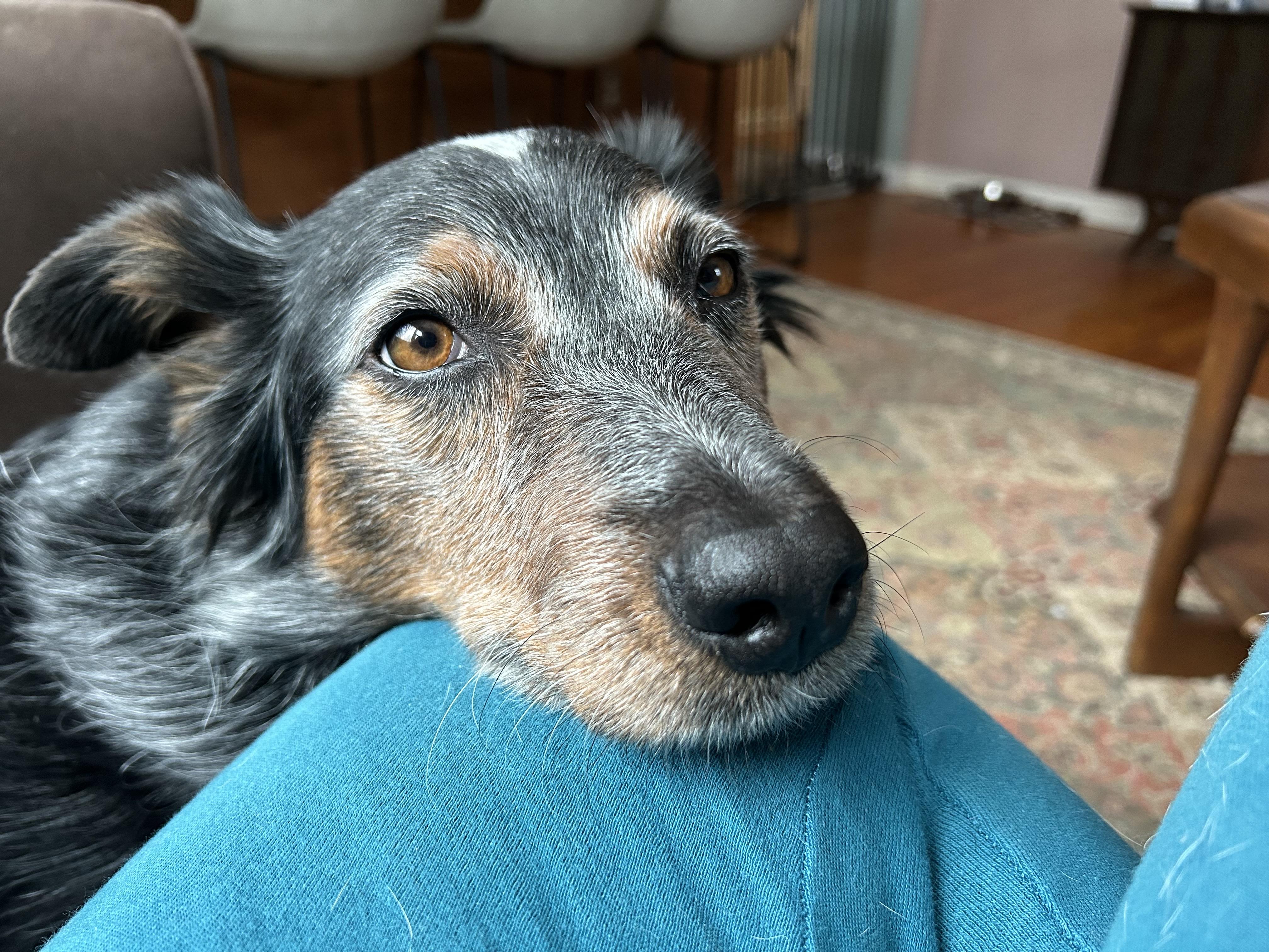 Lady, ADOPTABLE, Young Female Australian Shepherd & Australian Cattle Dog / Blue Heeler.