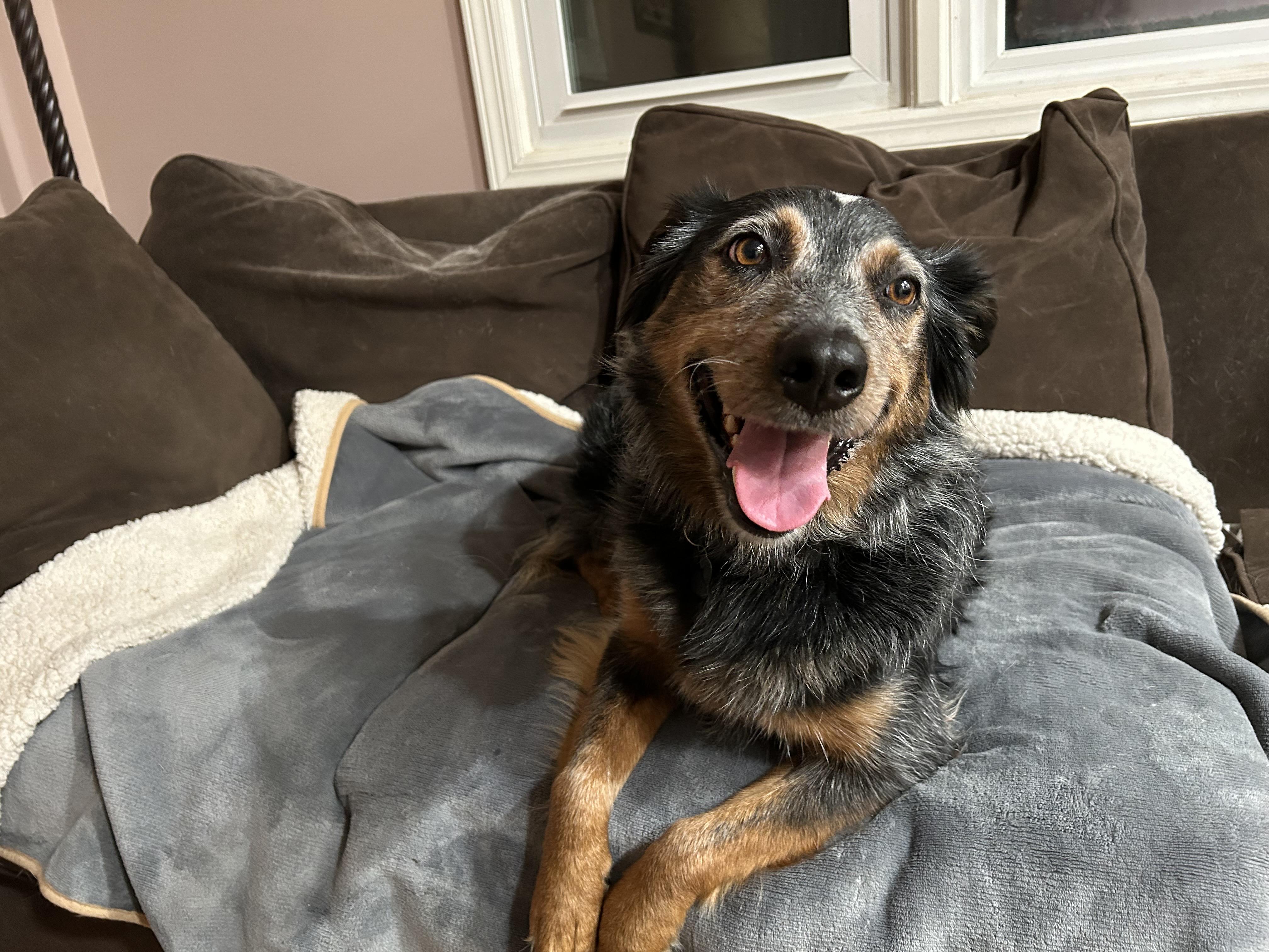 Enlarge Lady, a ADOPTABLE mixed breed in Andover, NJ image 2/3