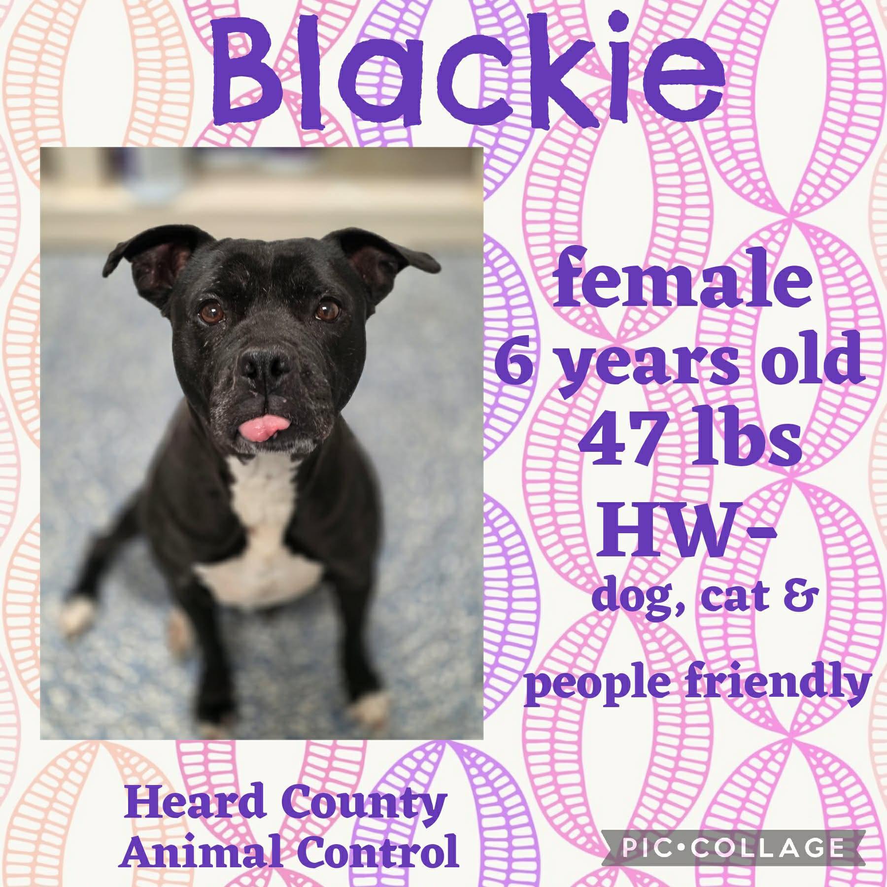 Enlarge Bella , an adopted Mixed Breed in Ossining, NY image 1/1