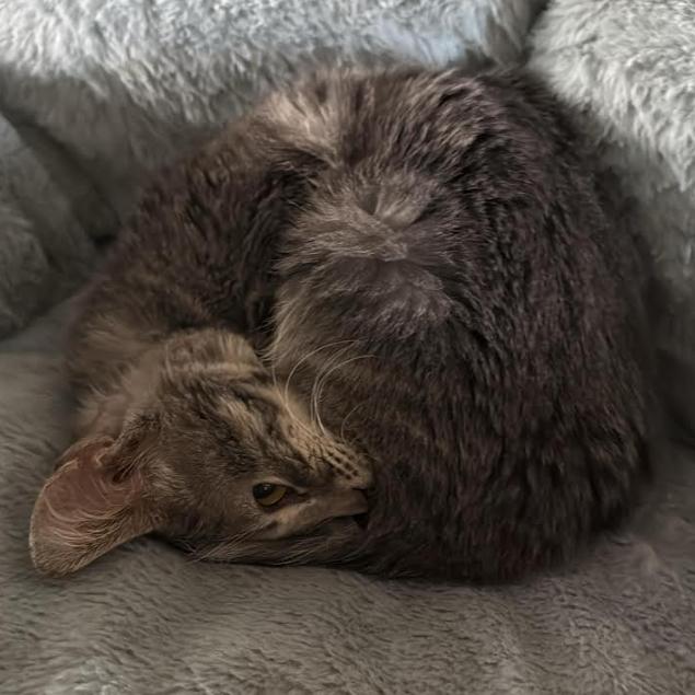 Cherries, a Adoptable Domestic Short Hair in Brea, CA image 2/3