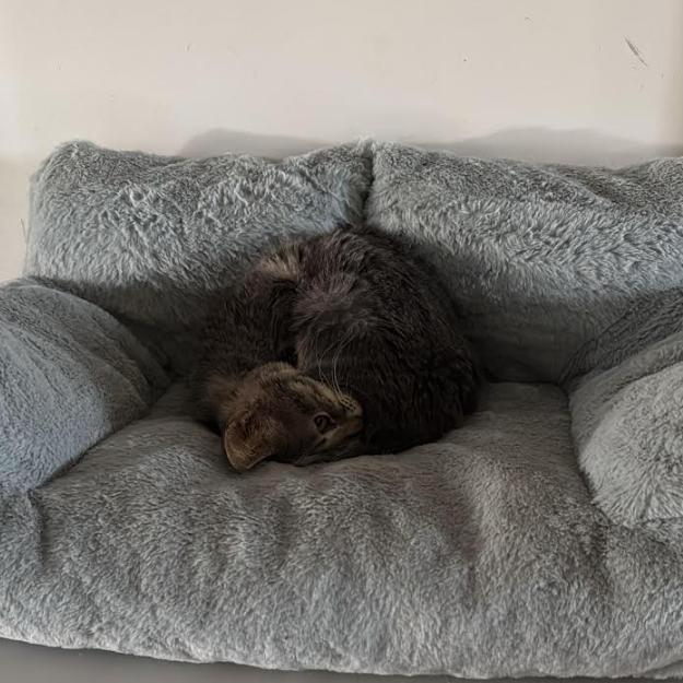 Cherries, a Adoptable Domestic Short Hair in Brea, CA image 3/3