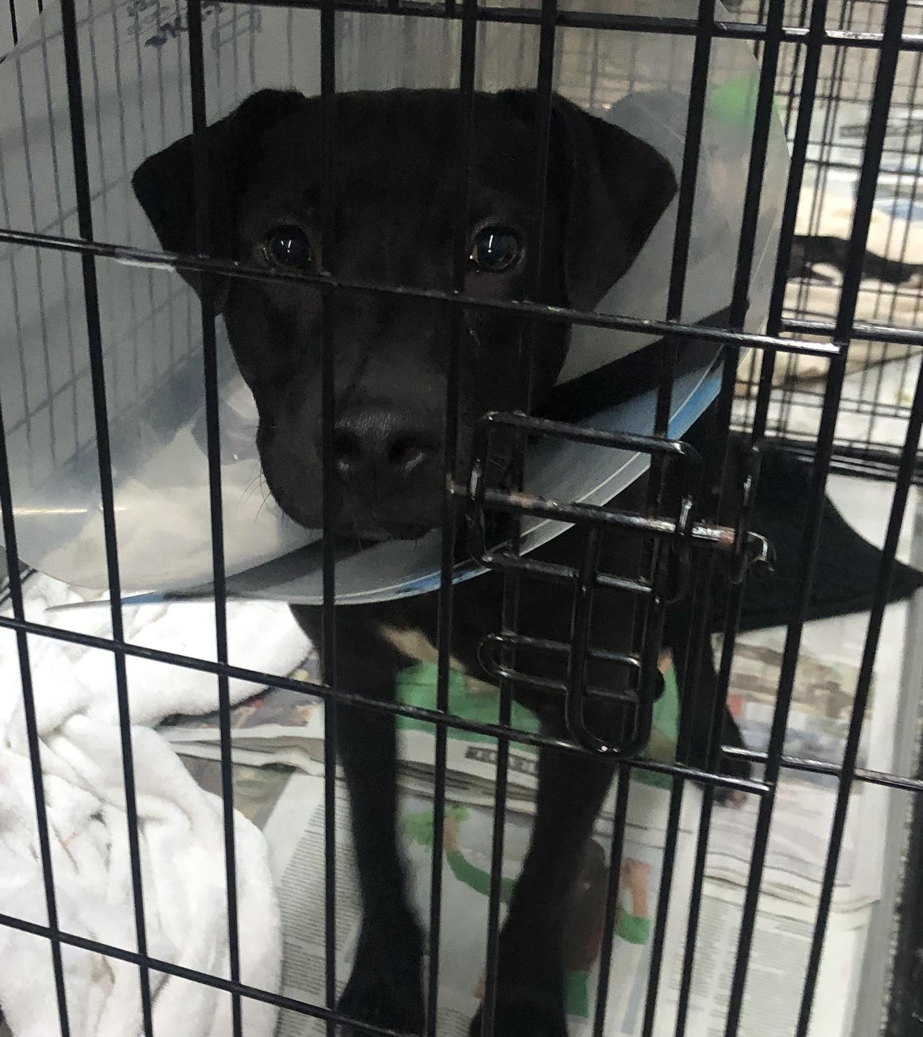 Enlarge Banjo, a Adoptable mixed breed in Parma, OH image 1/1