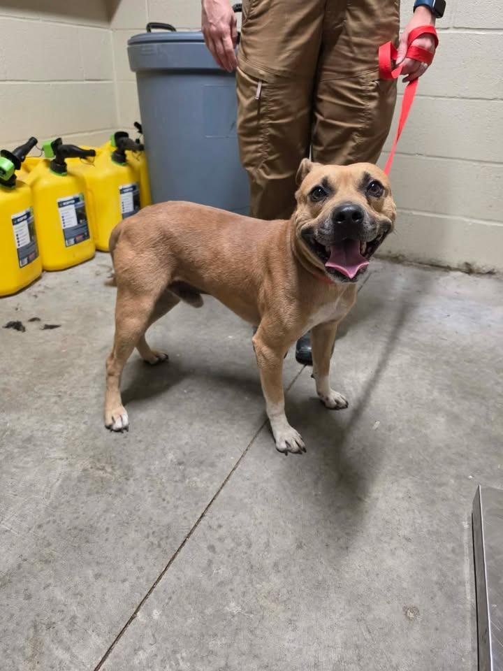 Enlarge Taz, a Adoptable Pit Bull Terrier in Shelbyville, TN image 1/2