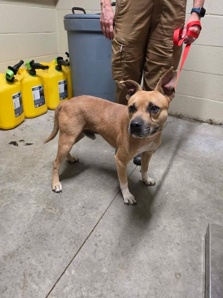 Enlarge Taz, a Adoptable Pit Bull Terrier in Shelbyville, TN image 2/2