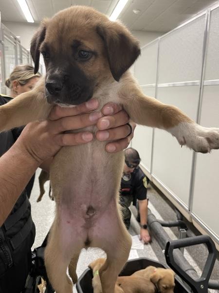 Rocky, Adoptable, Puppy Male Shepherd.