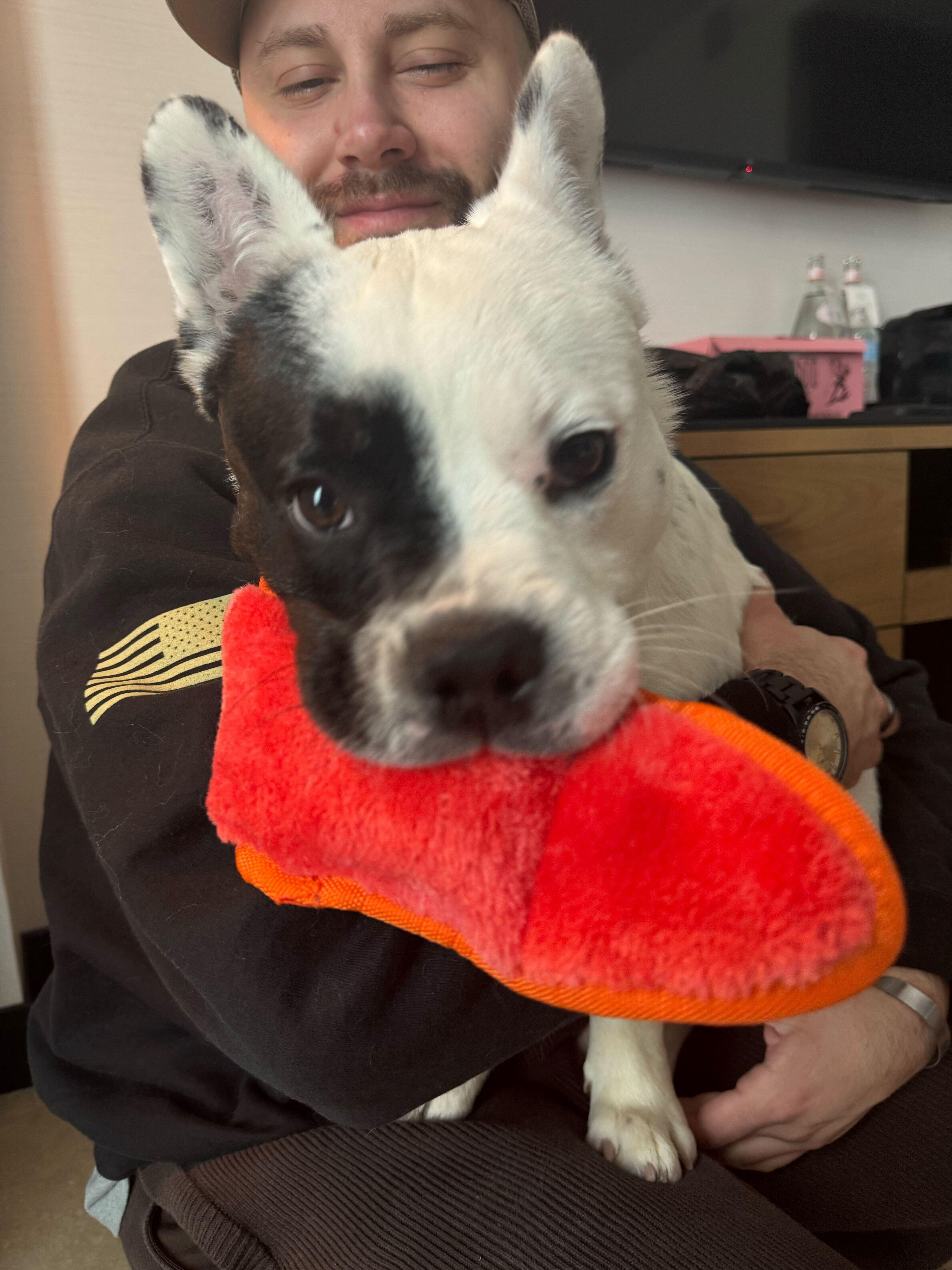 Enlarge Ozzy, an adopted mixed breed in Thornton, CO image 2/5