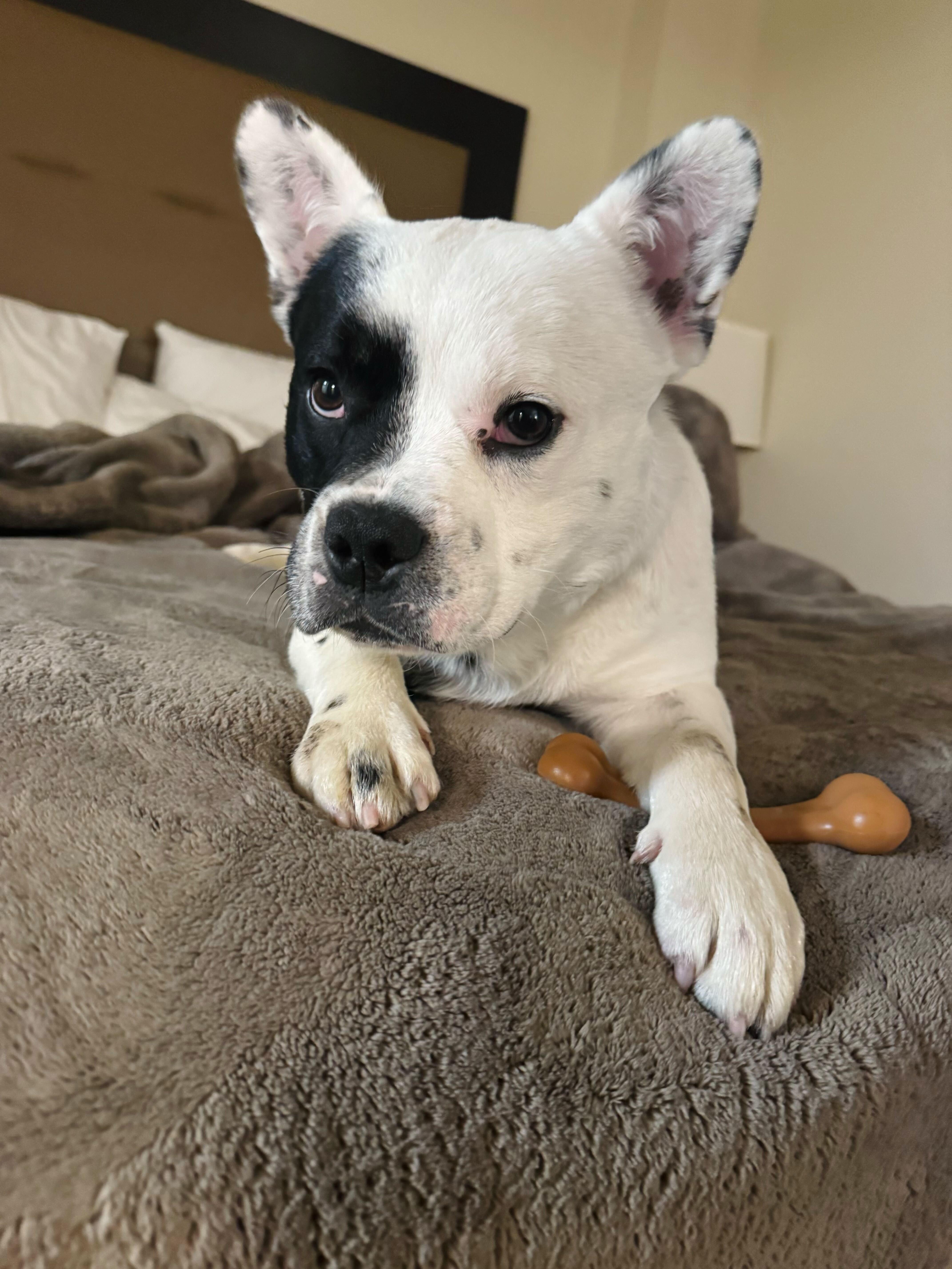 Enlarge Ozzy, an adopted mixed breed in Thornton, CO image 4/5