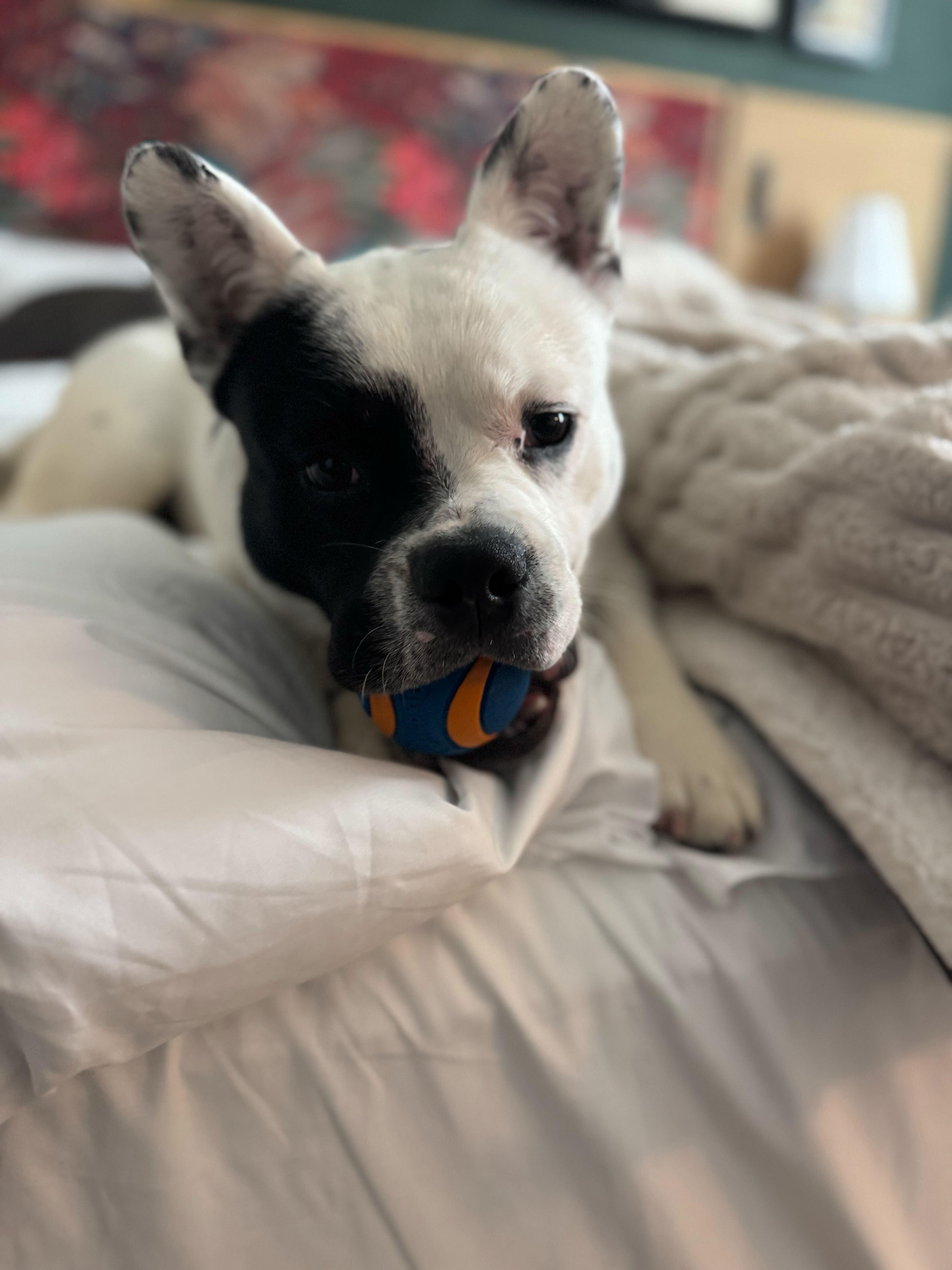 Enlarge Ozzy, an adopted mixed breed in Thornton, CO image 5/5