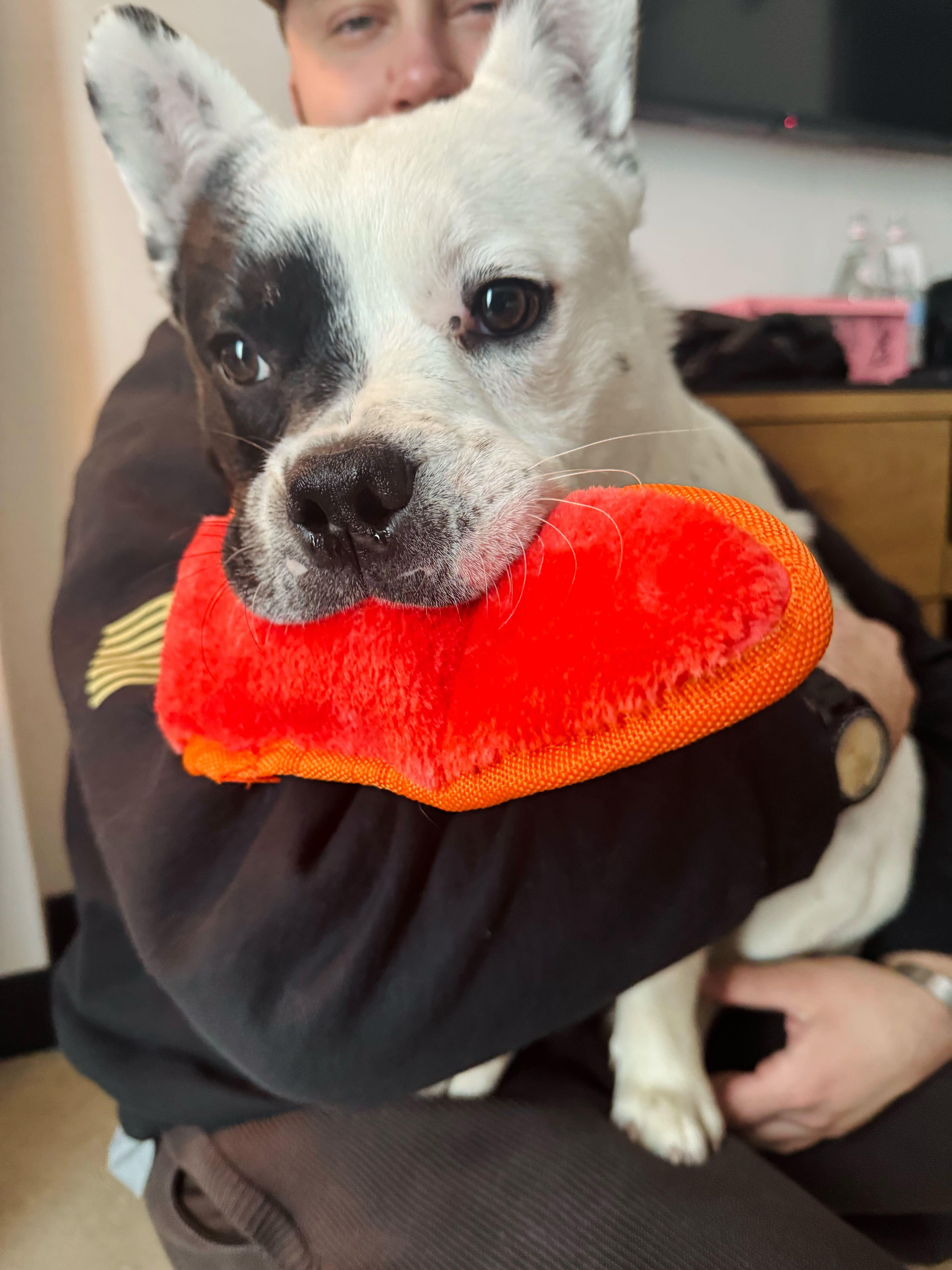 Enlarge Ozzy, an adopted mixed breed in Thornton, CO image 3/5