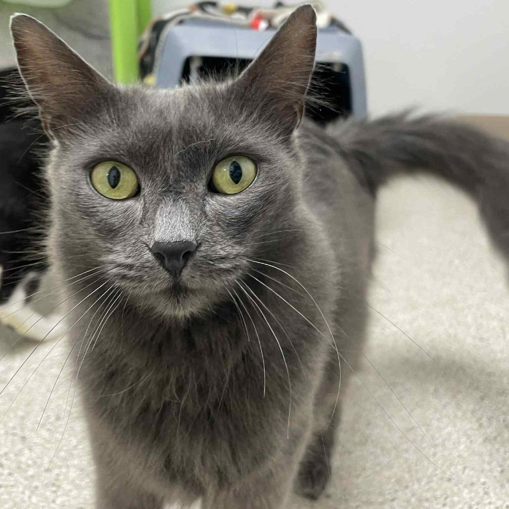 Enlarge Princess Carolyn, a Adoptable Domestic Long Hair in St. Helena, CA image 1/4