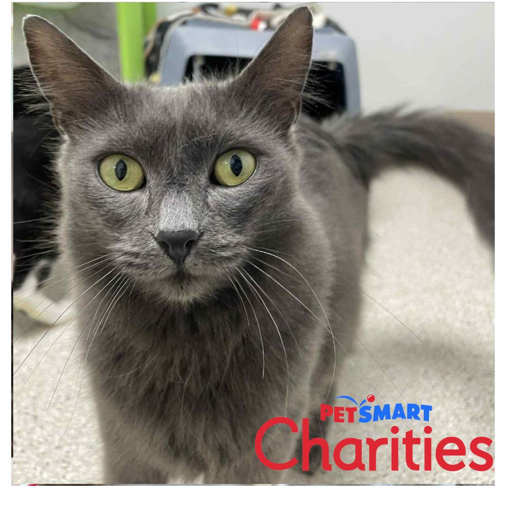 Enlarge Princess Carolyn, a Adoptable Domestic Long Hair in St. Helena, CA image 2/5