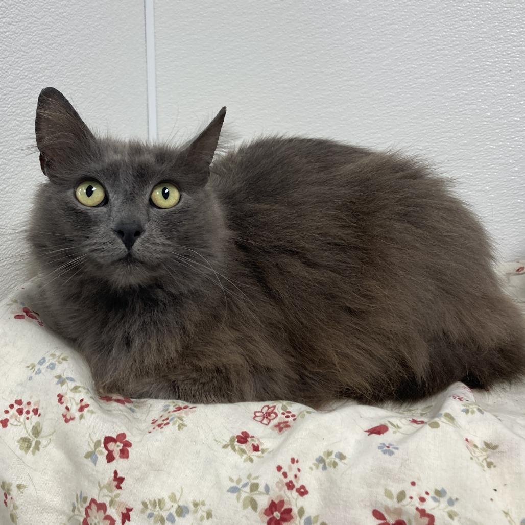 Enlarge Princess Carolyn, a Adoptable Domestic Long Hair in St. Helena, CA image 2/4