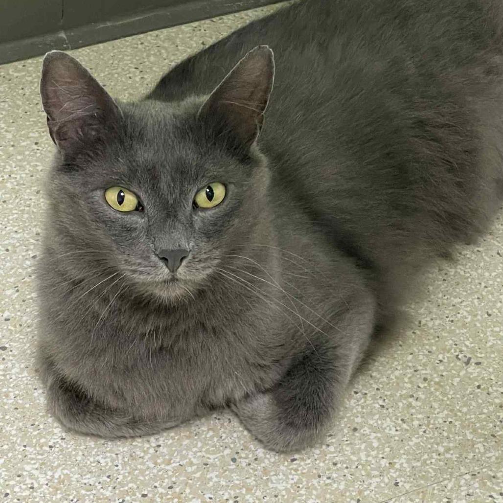 Enlarge Princess Carolyn, a Adoptable Domestic Long Hair in St. Helena, CA image 3/4