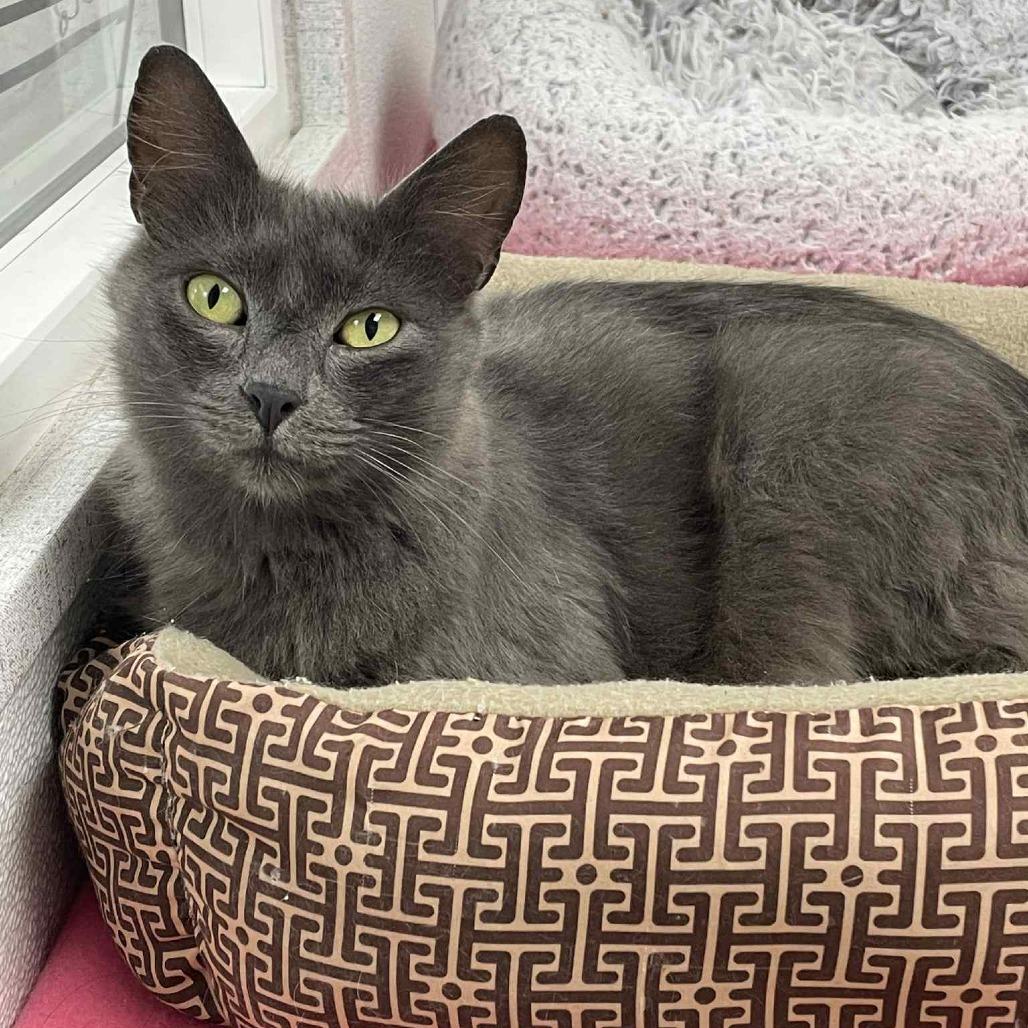 Enlarge Princess Carolyn, a Adoptable Domestic Long Hair in St. Helena, CA image 4/4