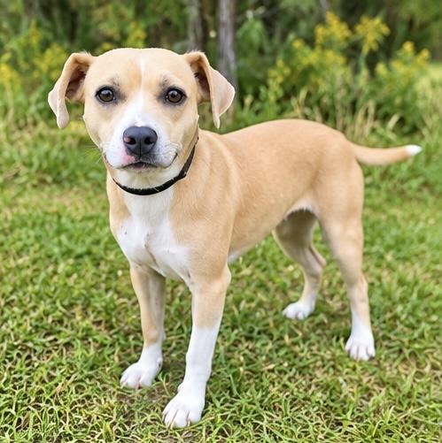 Enlarge Milky Way, a Adopted mixed breed in Southfield , MI image 5/5