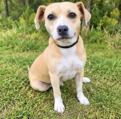 Enlarge Milky Way, a Adopted mixed breed in Southfield , MI image 3/5