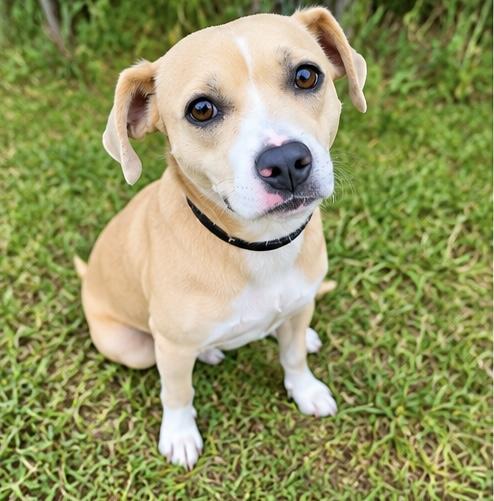 Enlarge Milky Way, a Adopted mixed breed in Southfield , MI image 4/5