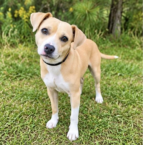 Milky Way, Adopted, Young Female Beagle & Terrier.