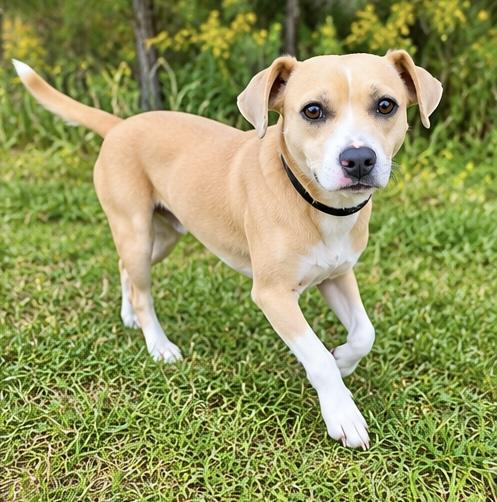 Enlarge Milky Way, a Adopted mixed breed in Southfield , MI image 2/5