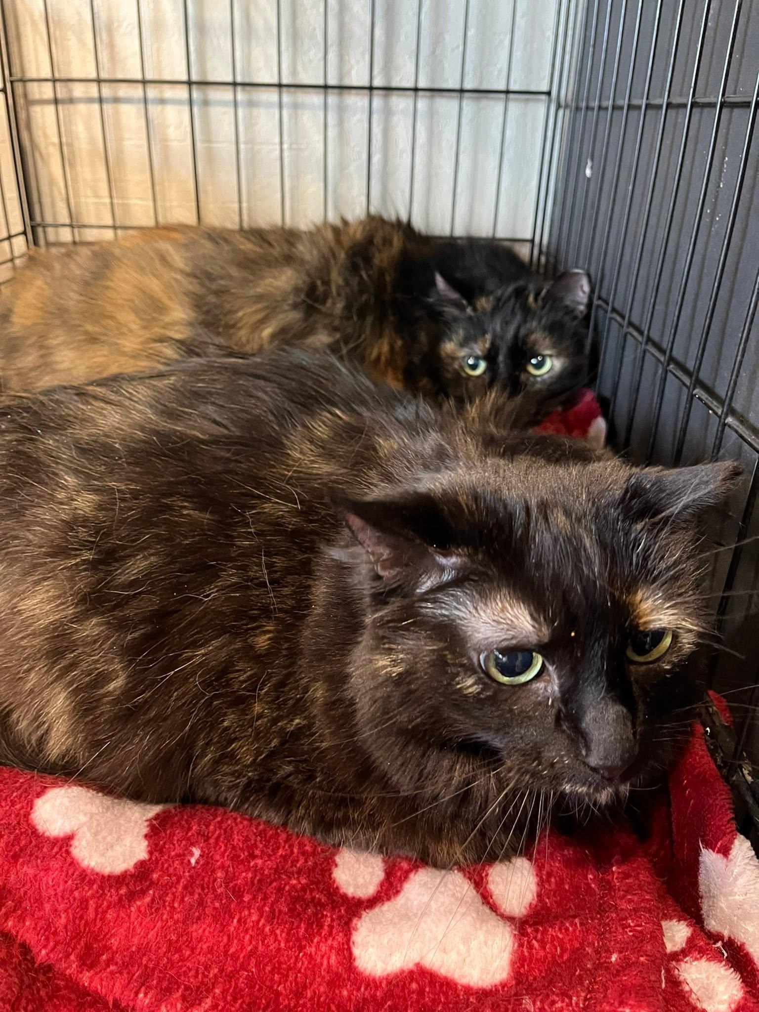 Enlarge Big Cat and Lady Cat, a Adoptable mixed breed in Walnut Creek, CA image 1/1