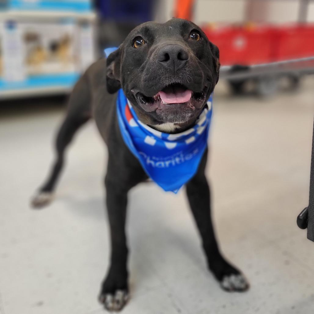 Enlarge Midnight, a Adoptable mixed breed in Abilene, TX image 1/5