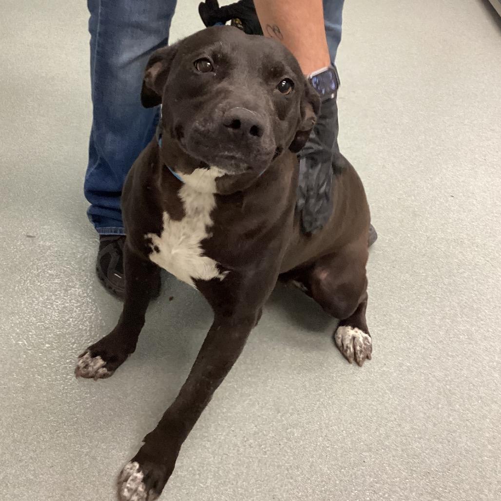 Enlarge Midnight, a Adoptable mixed breed in Abilene, TX image 2/5