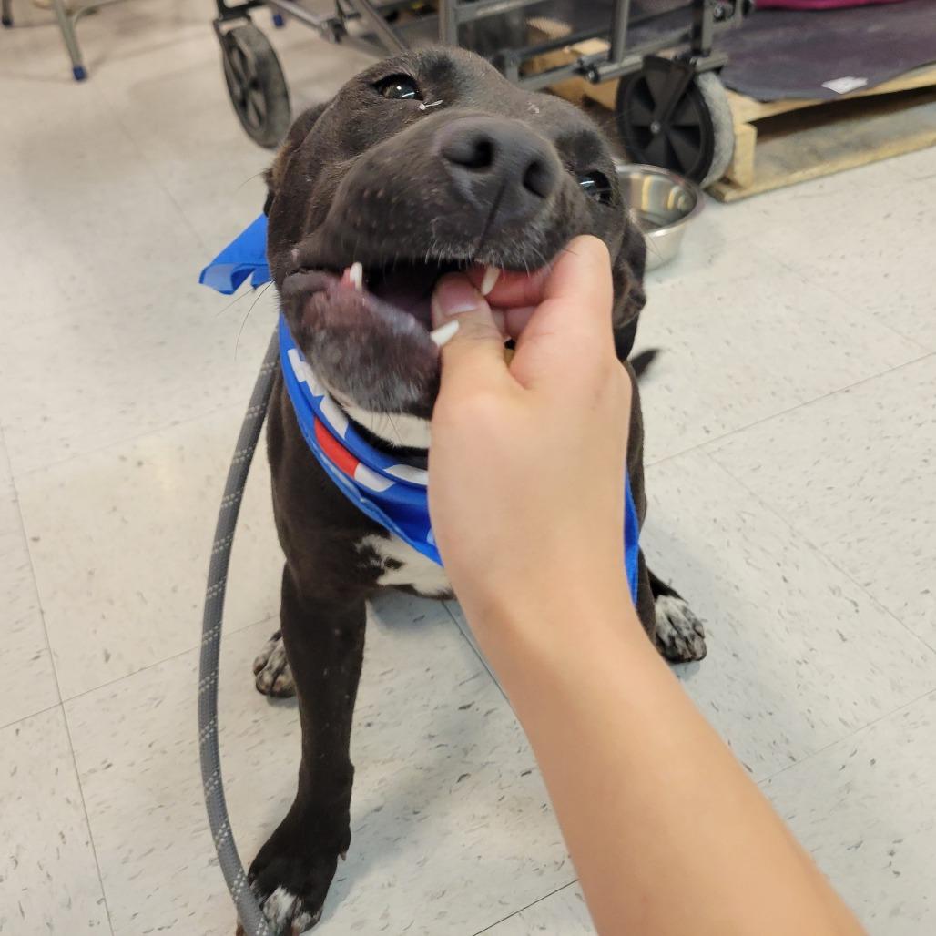 Enlarge Midnight, a Adoptable mixed breed in Abilene, TX image 3/5