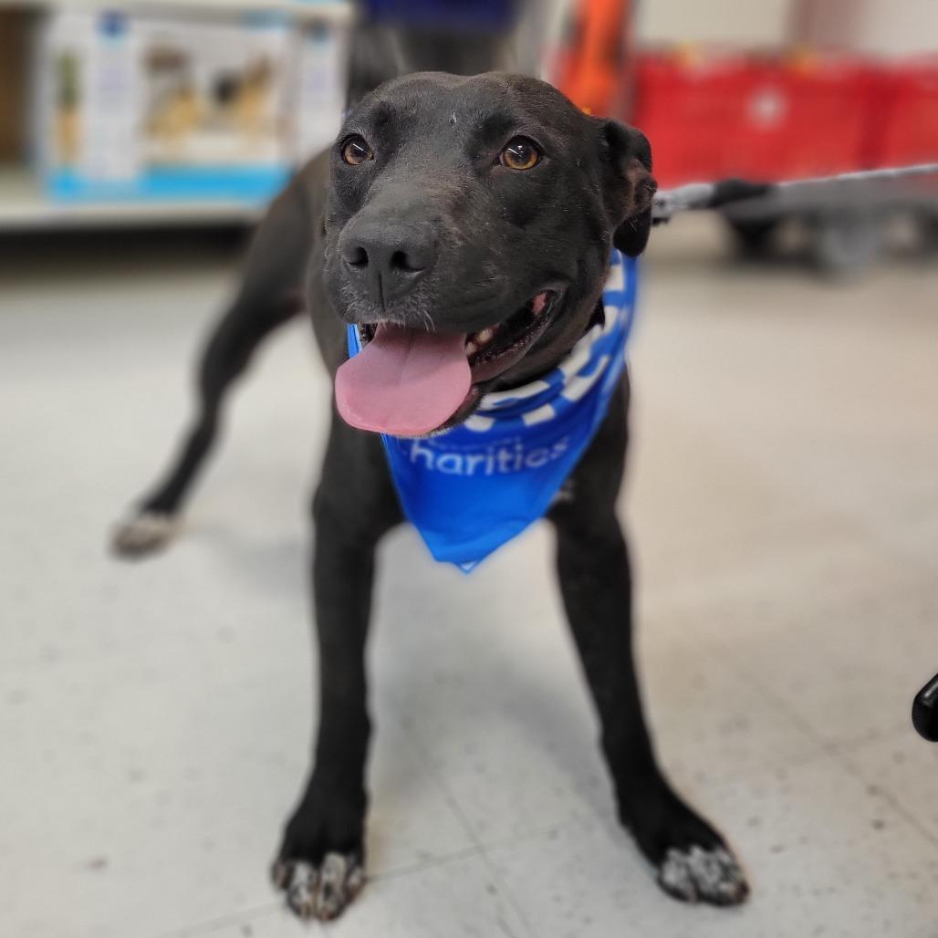 Enlarge Midnight, a Adoptable mixed breed in Abilene, TX image 4/5