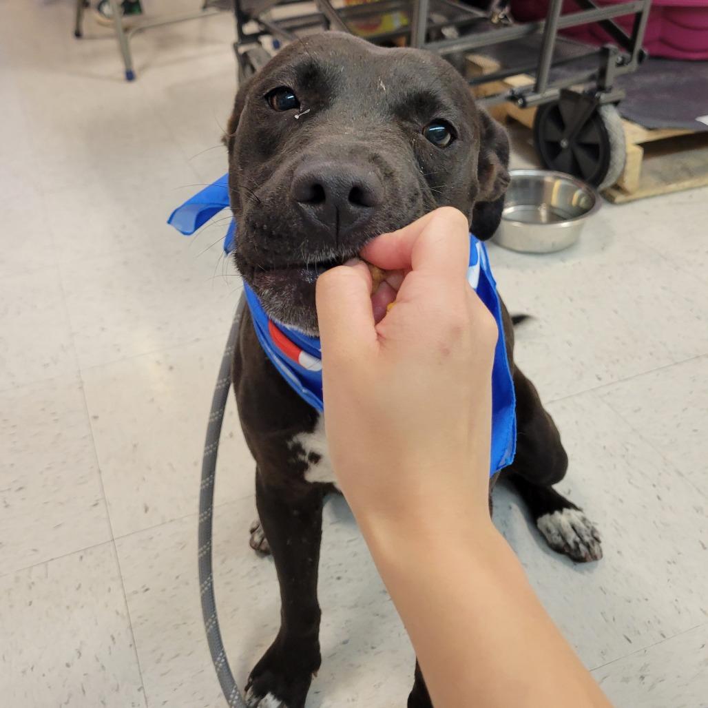 Enlarge Midnight, a Adoptable mixed breed in Abilene, TX image 5/5