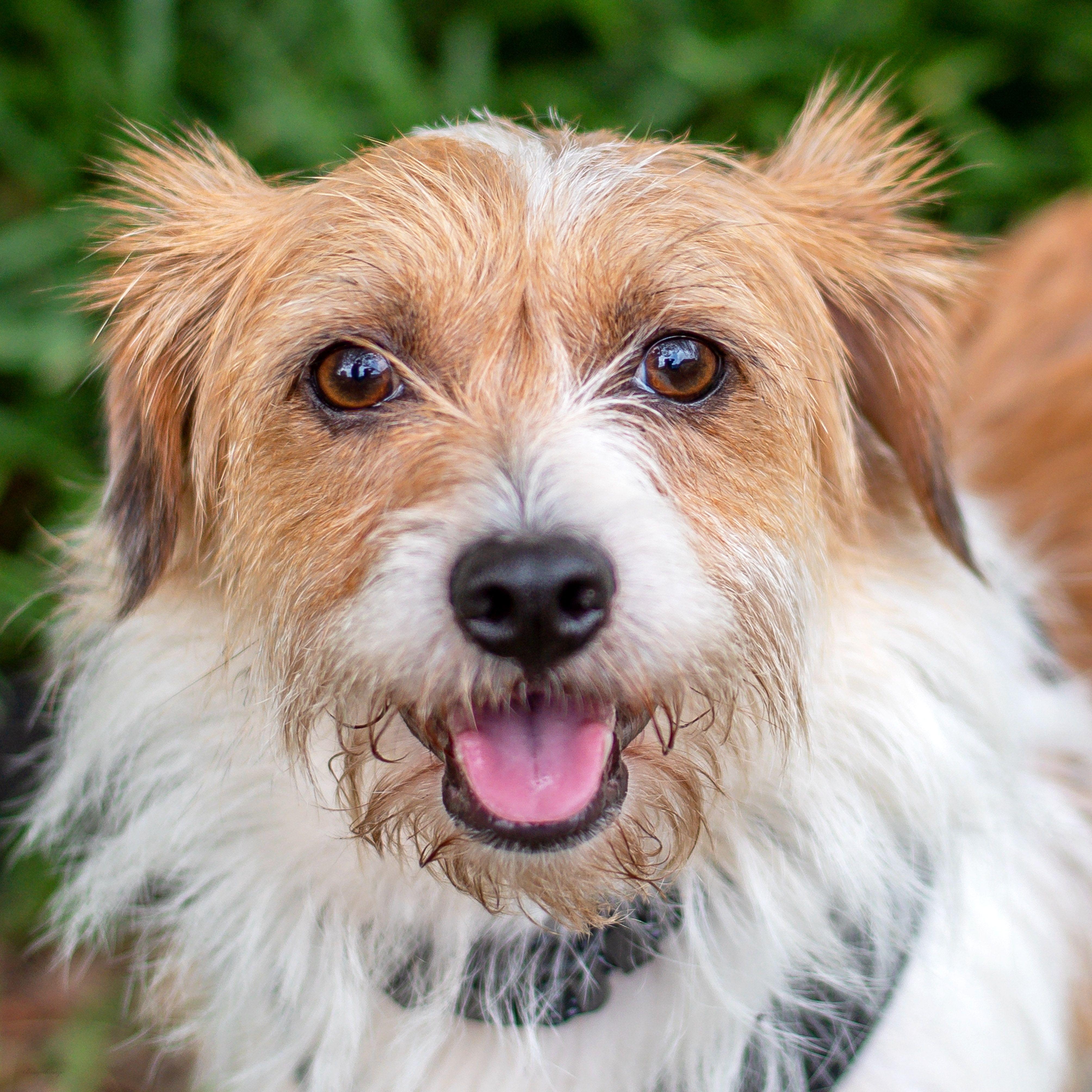 Biscuit, Adoptable, Young Male West Highland White Terrier / Westie & Jack Russell Terrier.