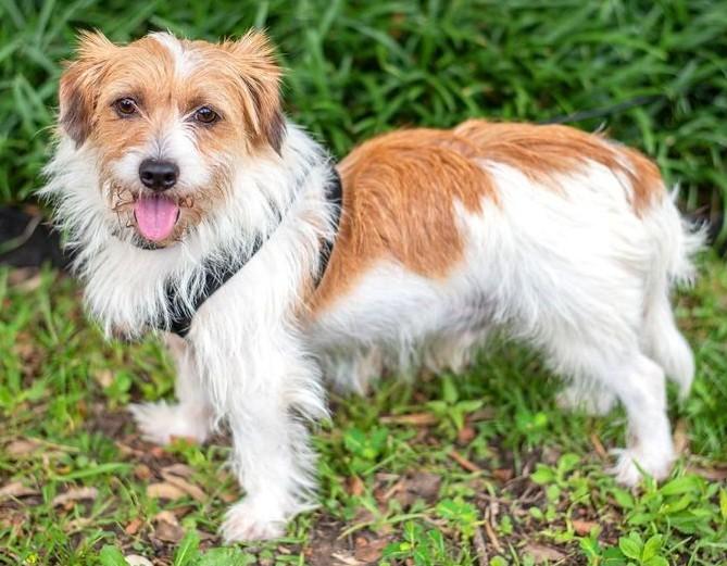 Biscuit, a Adoptable mixed breed in Baton Rouge, LA image 2/2