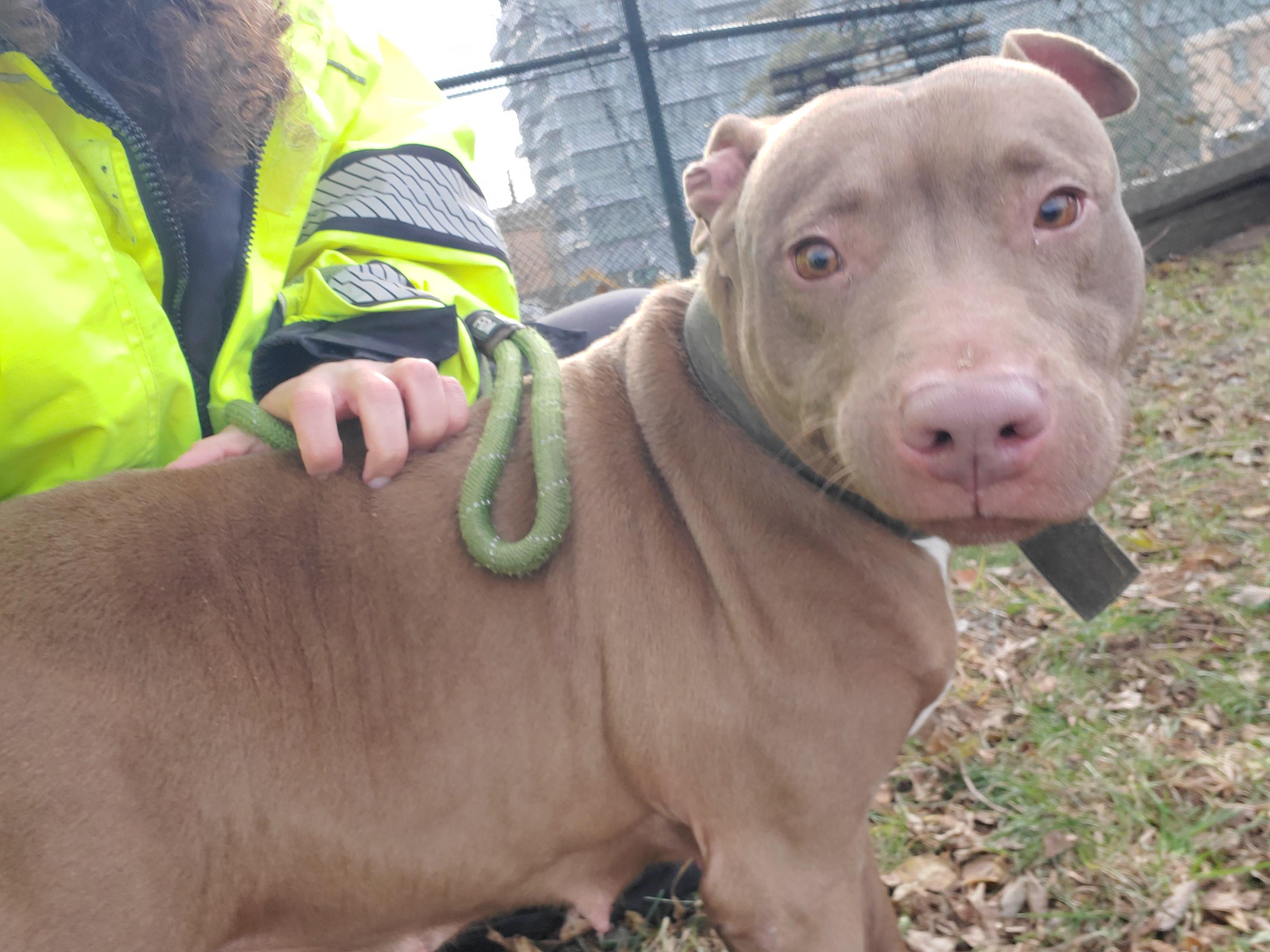 Enlarge Puff, a ADOPTABLE Pit Bull Terrier in Jersey city, NJ image 1/1