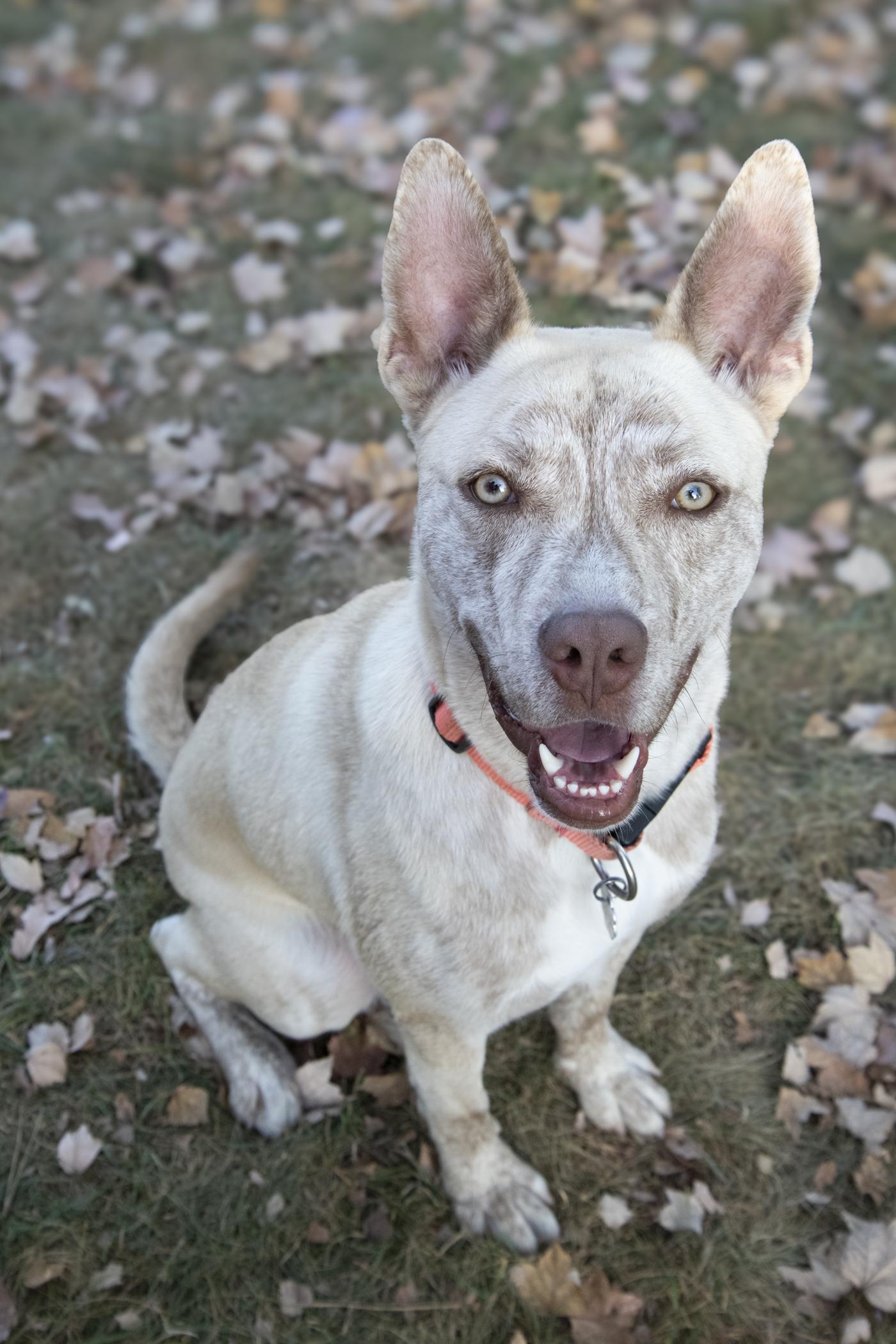 Darwin, Adoptable, Young Male Dutch Shepherd & Mixed Breed.
