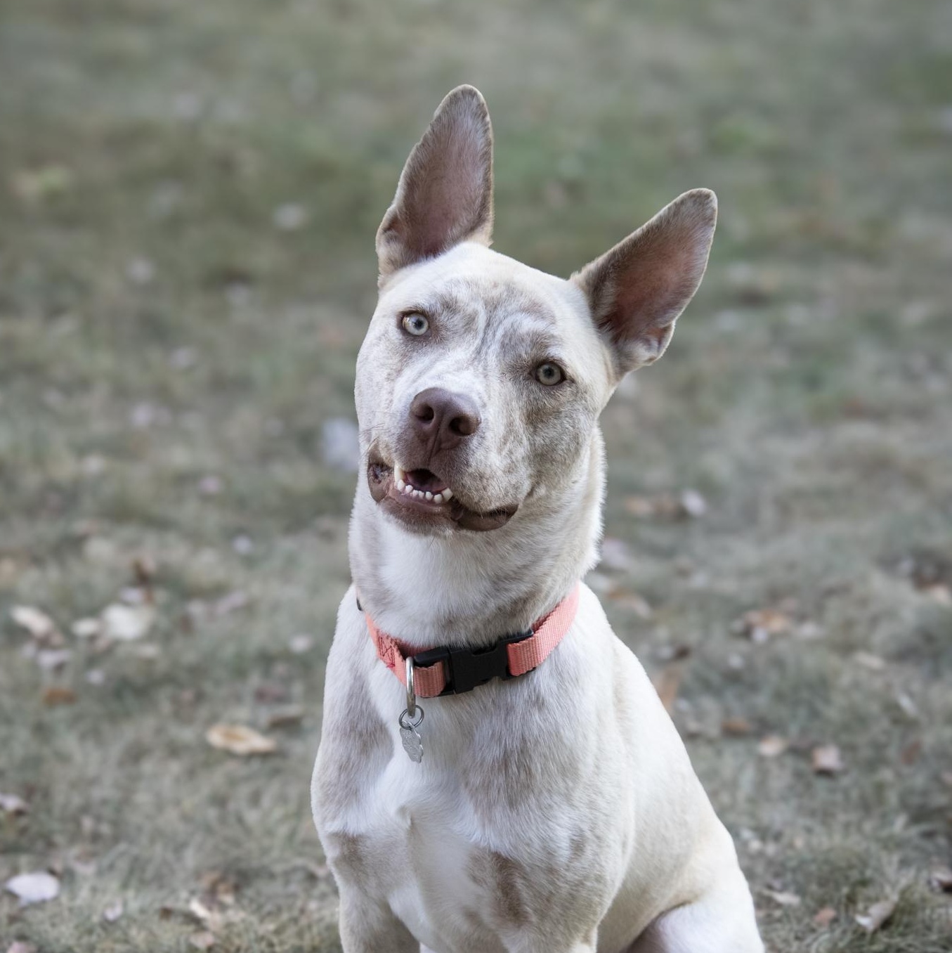 Darwin, a Adoptable mixed breed in Oxford, MI image 2/6