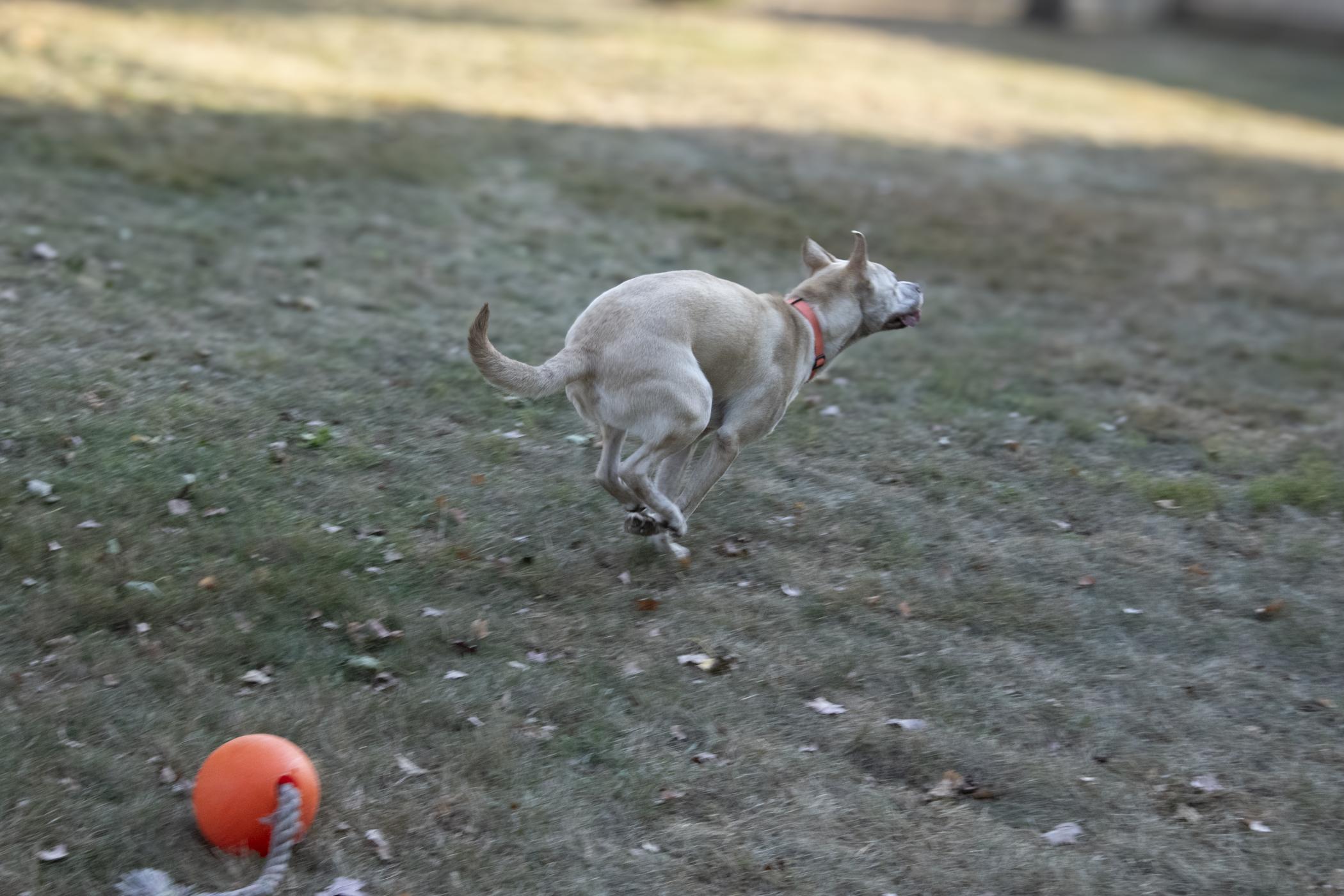 Darwin, a Adoptable mixed breed in Oxford, MI image 4/6