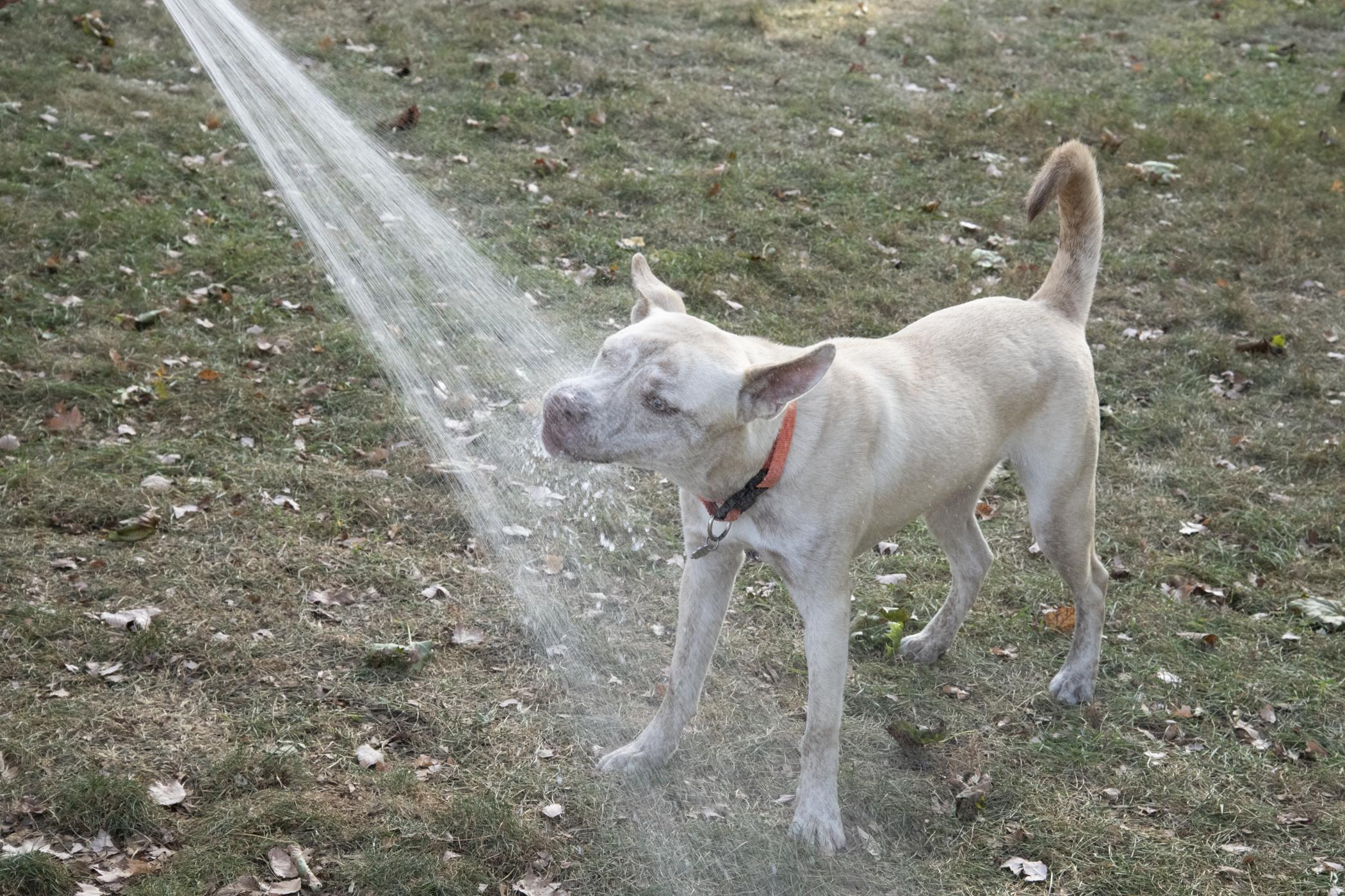 Darwin, a Adoptable mixed breed in Oxford, MI image 5/6