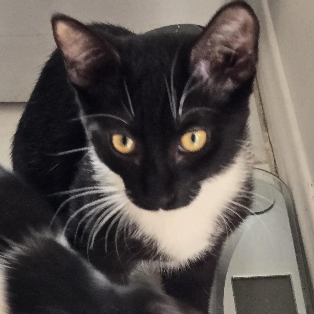 Crow, Adoptable, Kitten Female Domestic Short Hair.