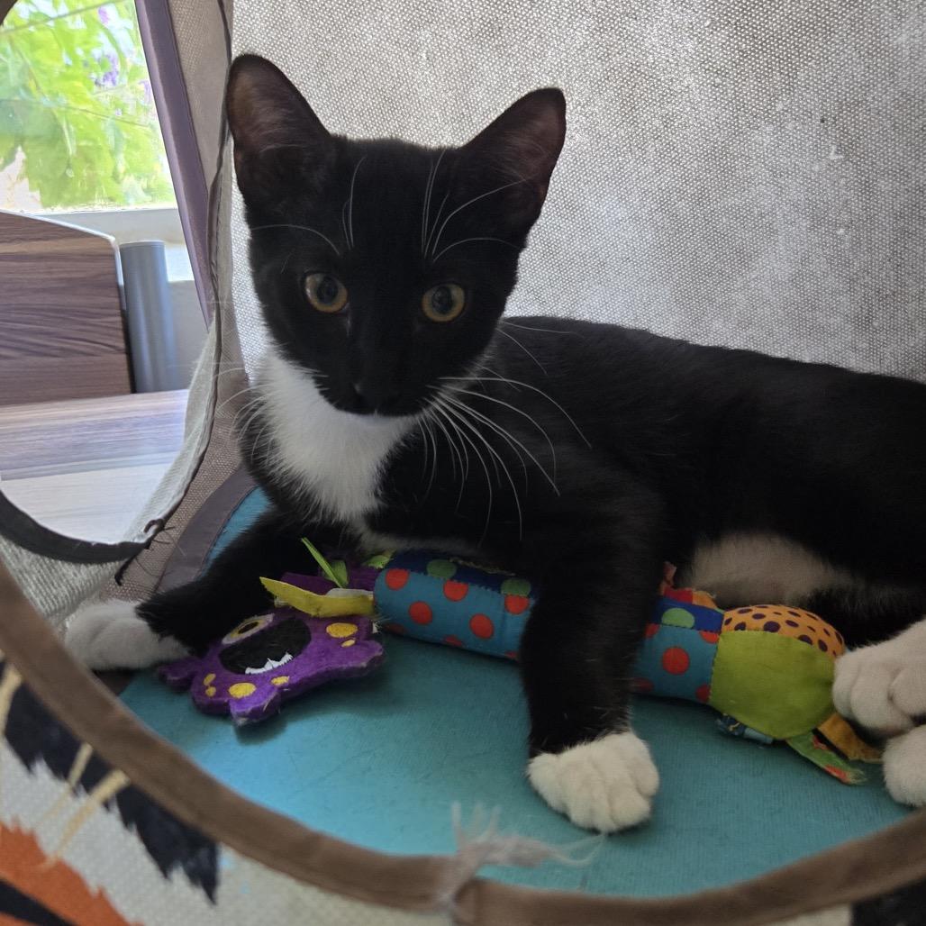 Enlarge Crow, a Adoptable Domestic Short Hair in Long Beach, CA image 2/4