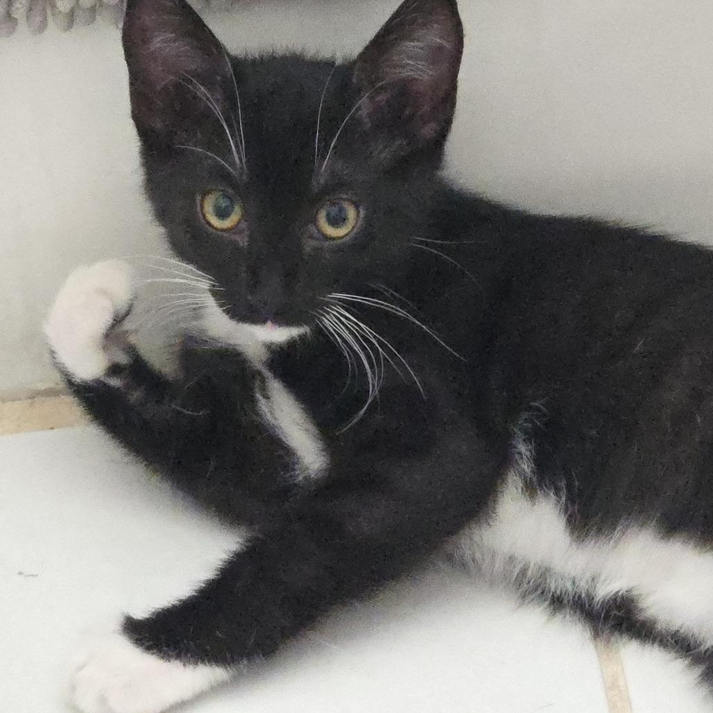Enlarge Crow, a Adoptable Domestic Short Hair in Long Beach, CA image 3/4