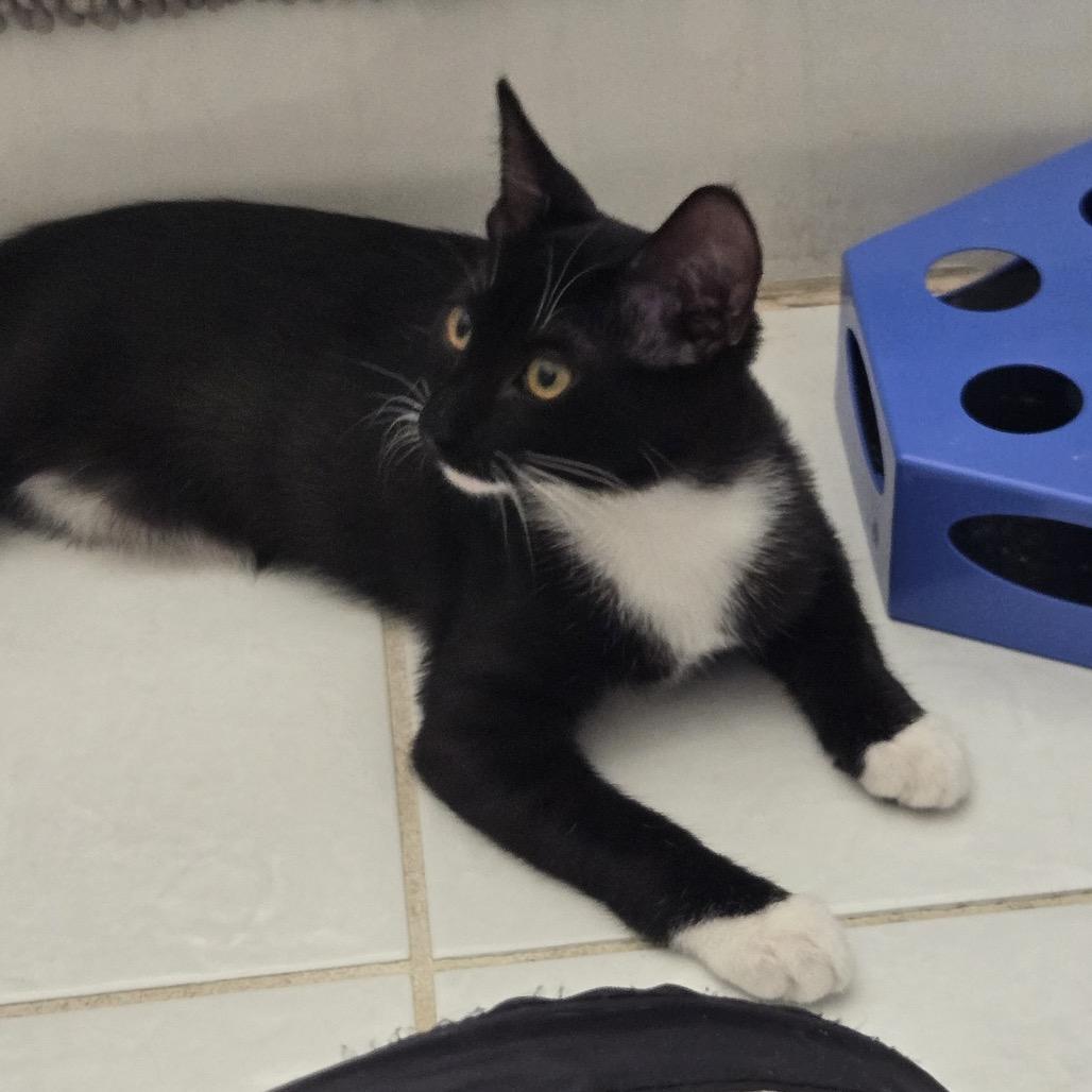 Enlarge Crow, a Adoptable Domestic Short Hair in Long Beach, CA image 4/4
