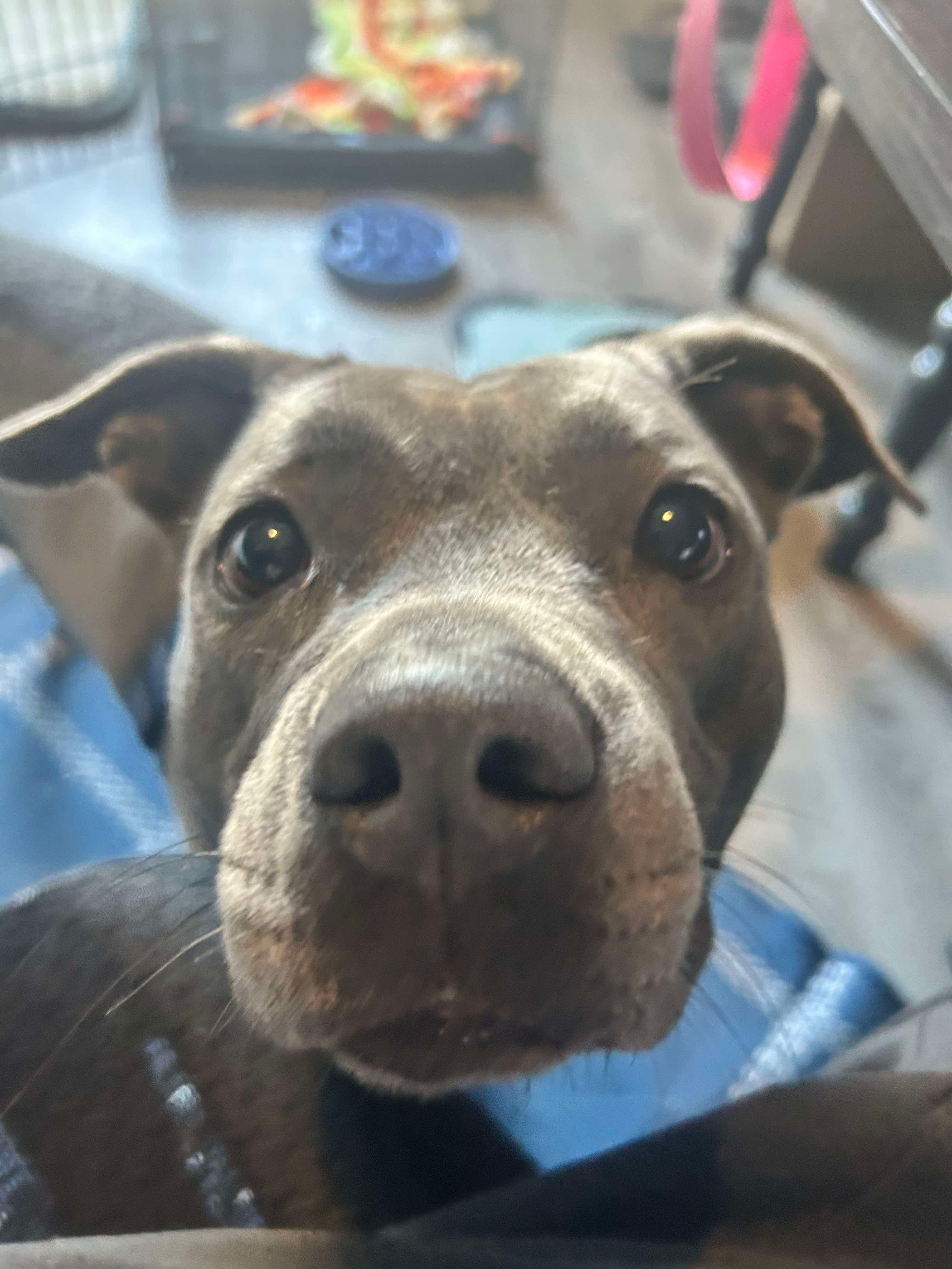 Ladie (Foster Needed)