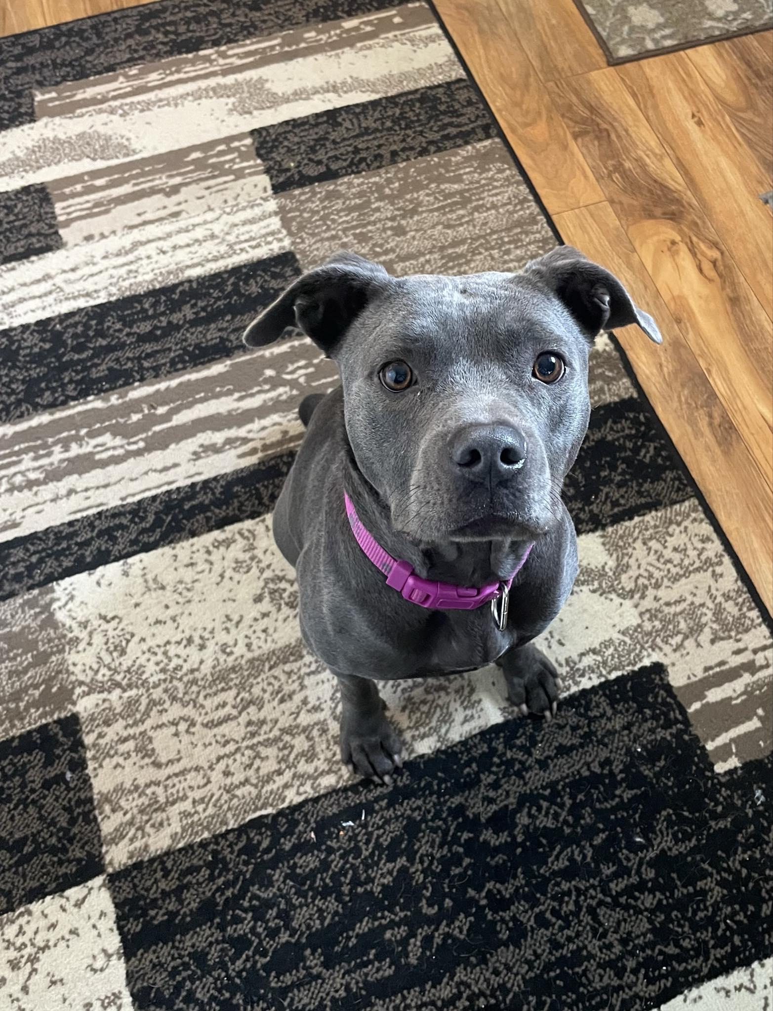 Ladie (Foster Needed)